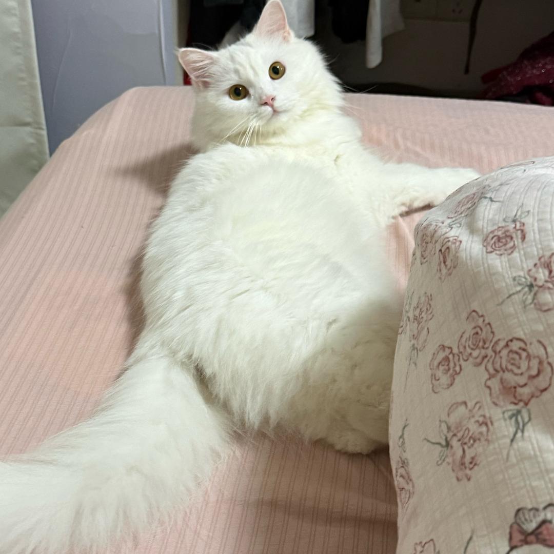 赵曼妮