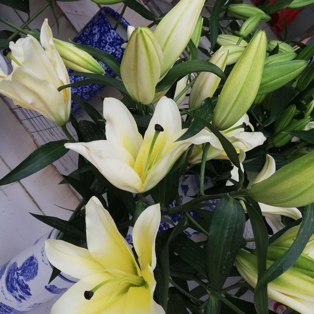 祝2025年平安幸福，小蒲