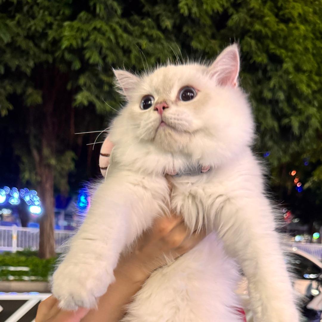 注意安全和条狗跟猫条