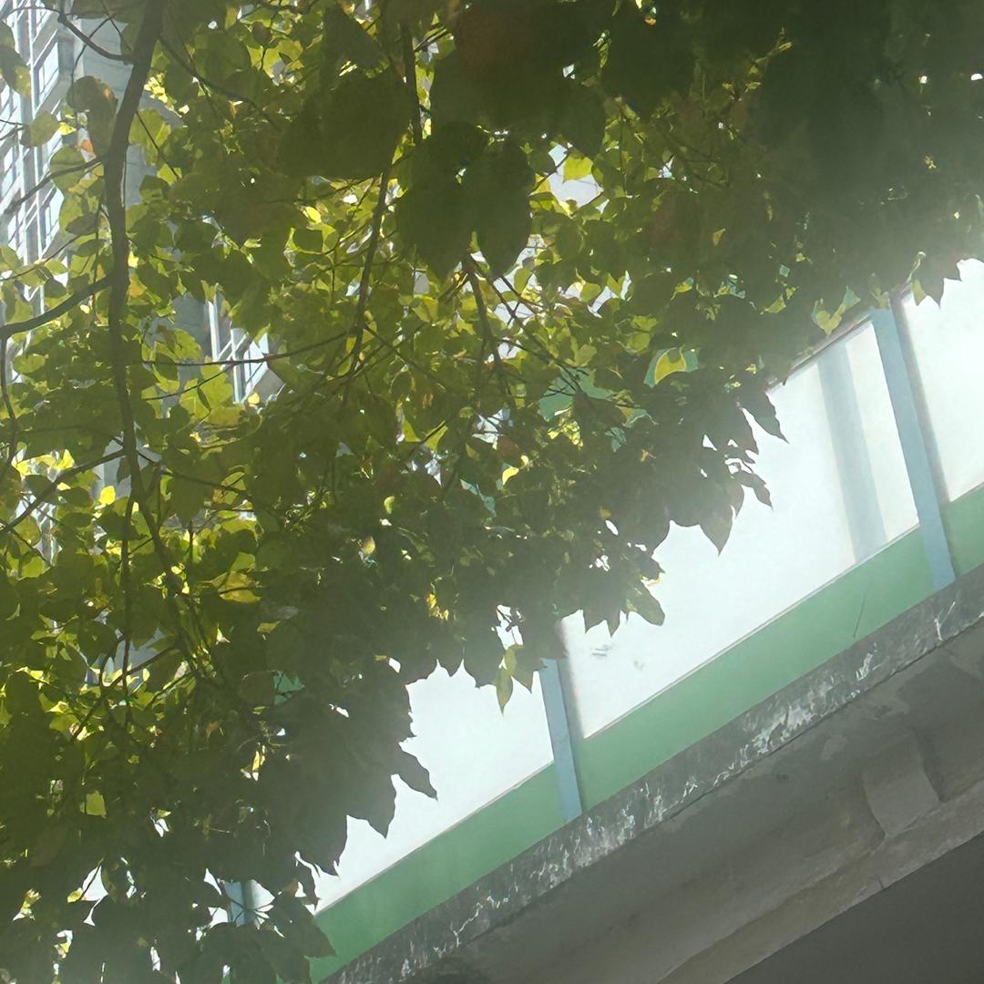 青木（熬膏养生号）