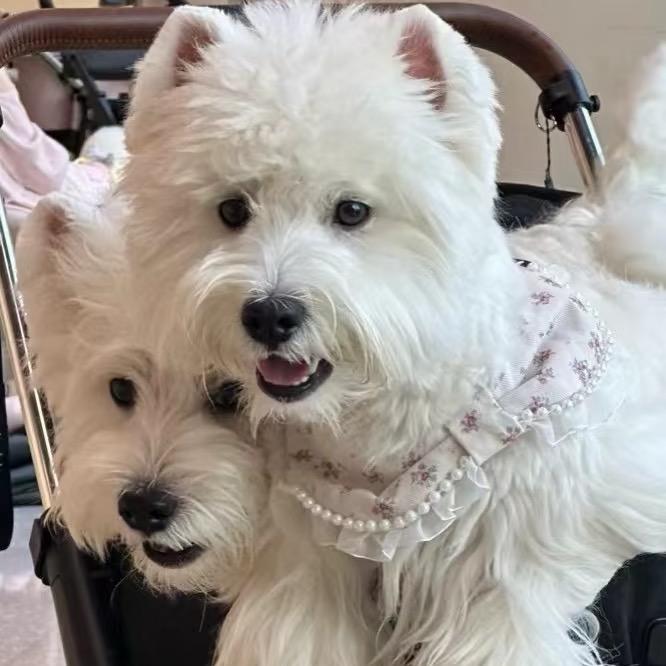 天圆西高地白梗（买🐶私聊）