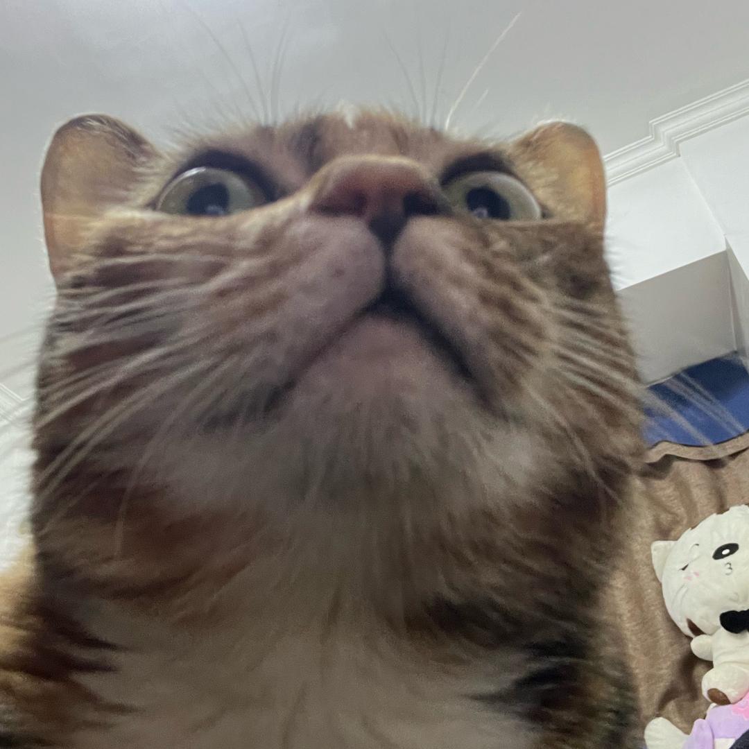 AAA不爱吃香菜H总