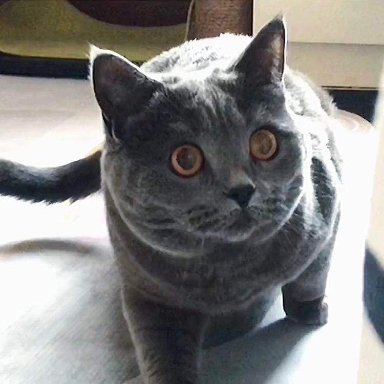 卷老师是只猫