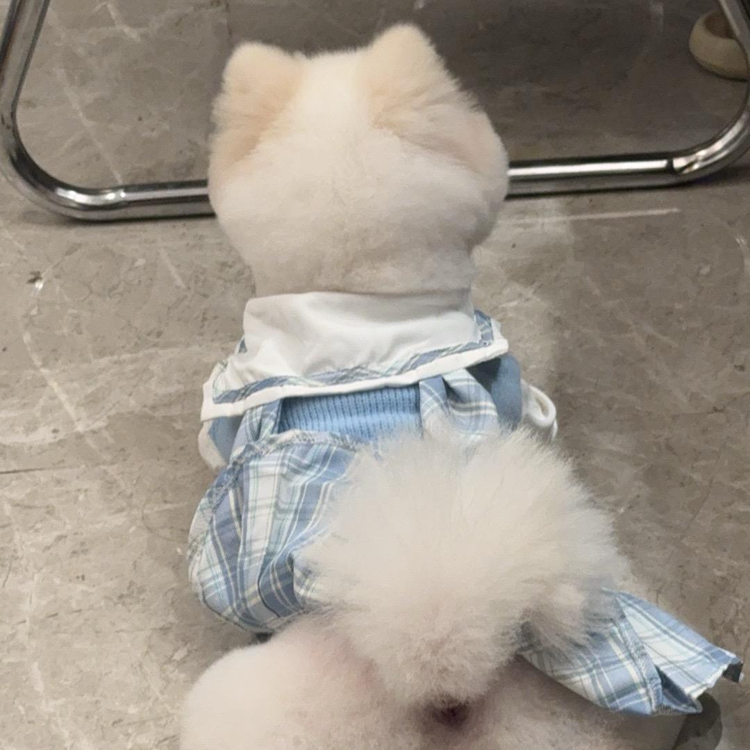 一新红足（小助理）