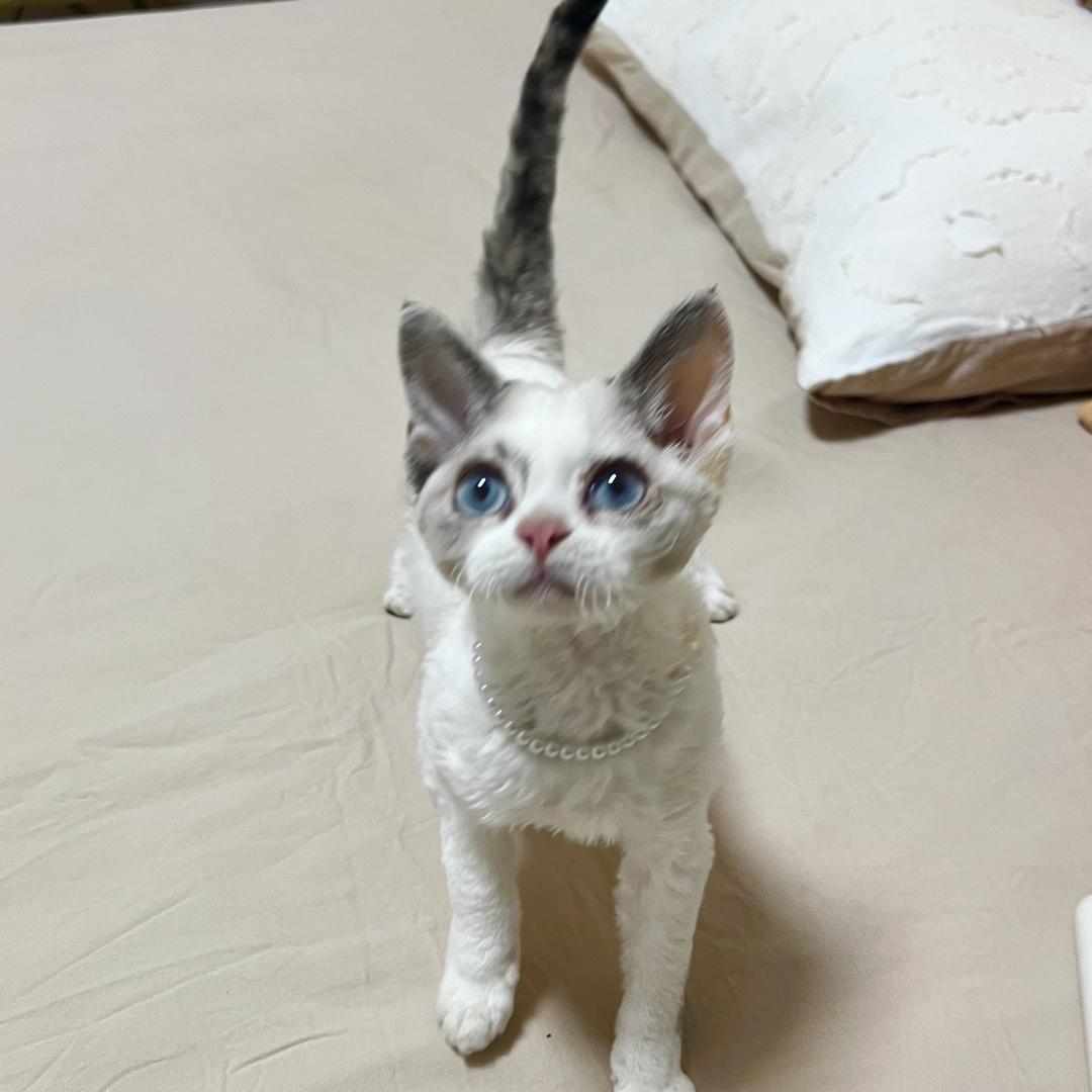 茉莉猫馆/青丘猫舍