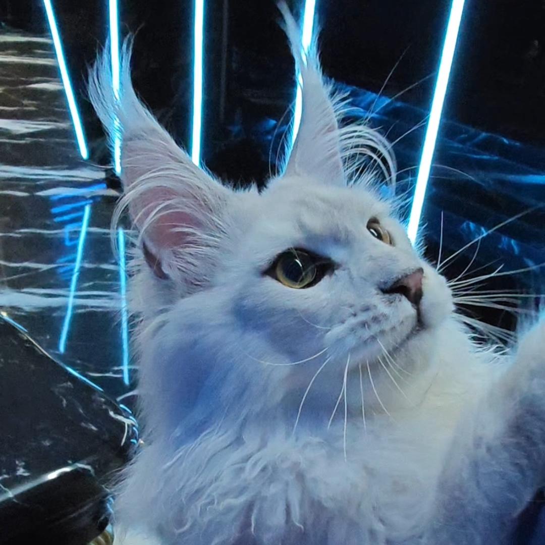 小珑缅因猫舍