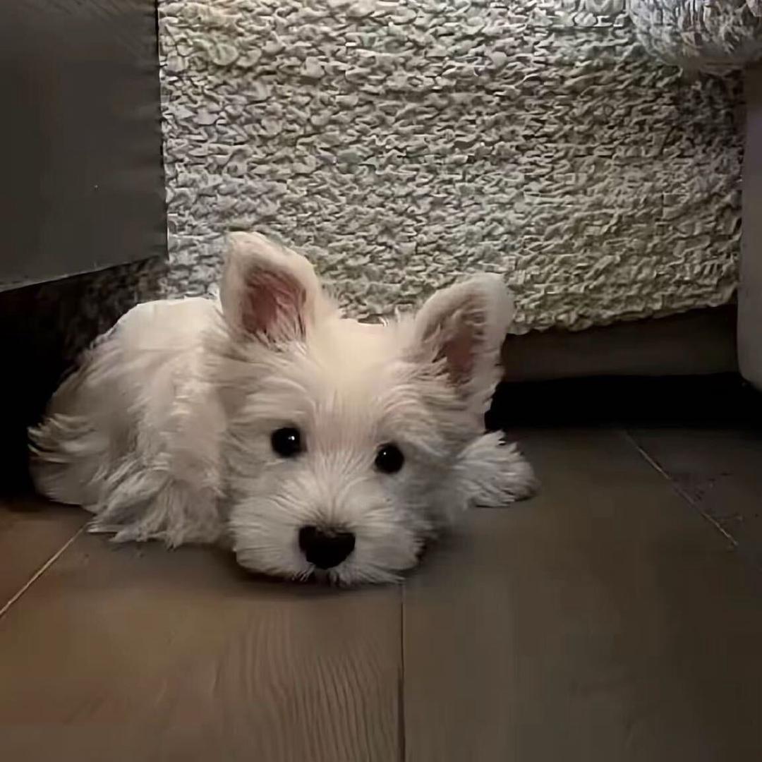 ︋ㅤ︋ ︉ㅤㅤ︋ ㅤ