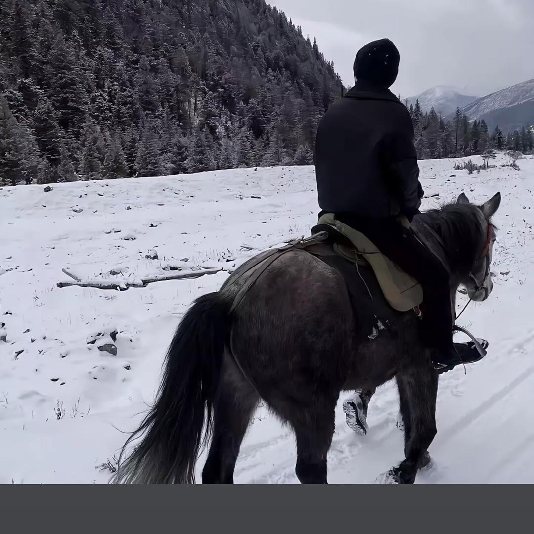 飞鱼鹤哥