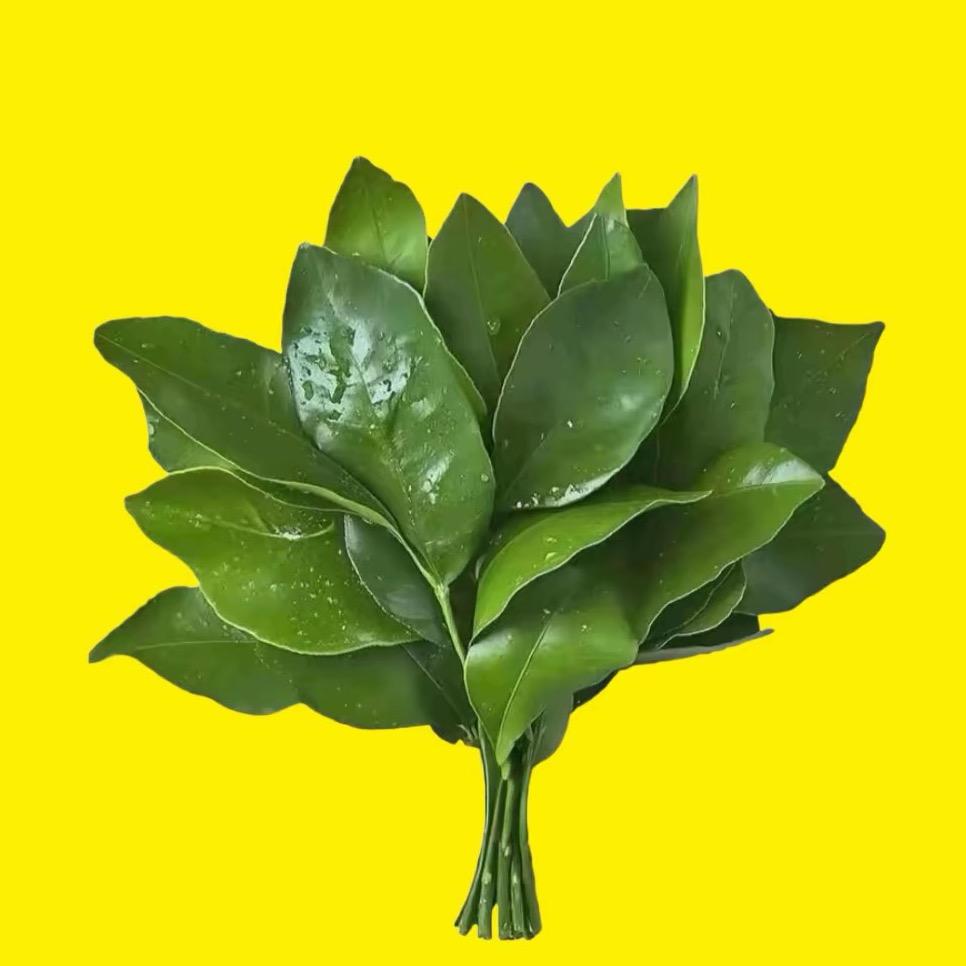 两只椰子🌴