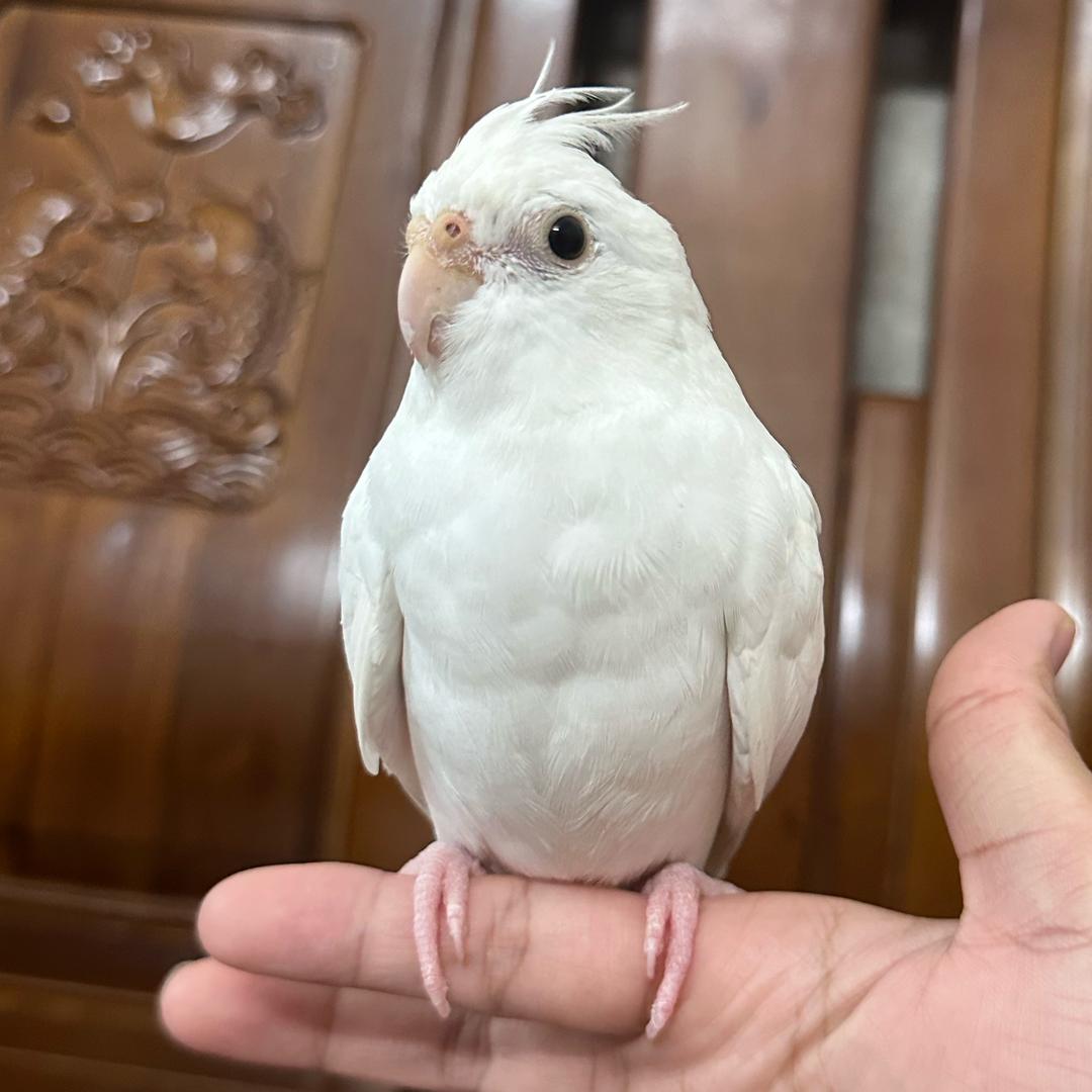 可乐小鹦鹉🦜