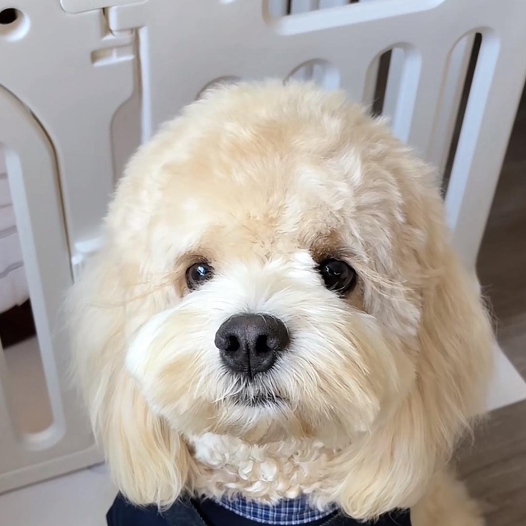 小宠当家可卡布直播号