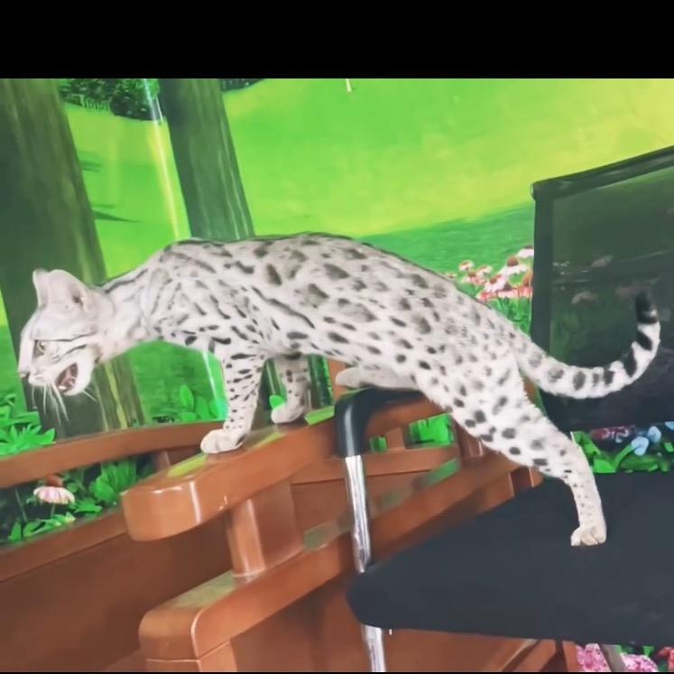 百度孟加拉豹猫