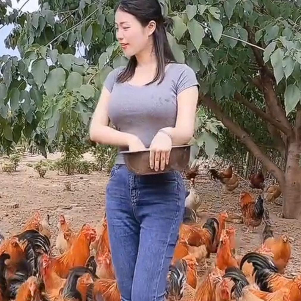 养鸡听我的