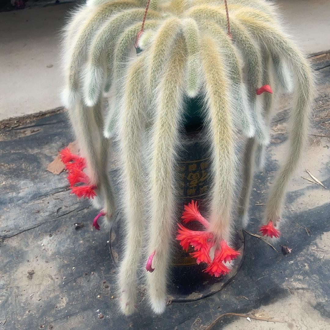 青州市花小旺花卉园艺(九尾狐基地)