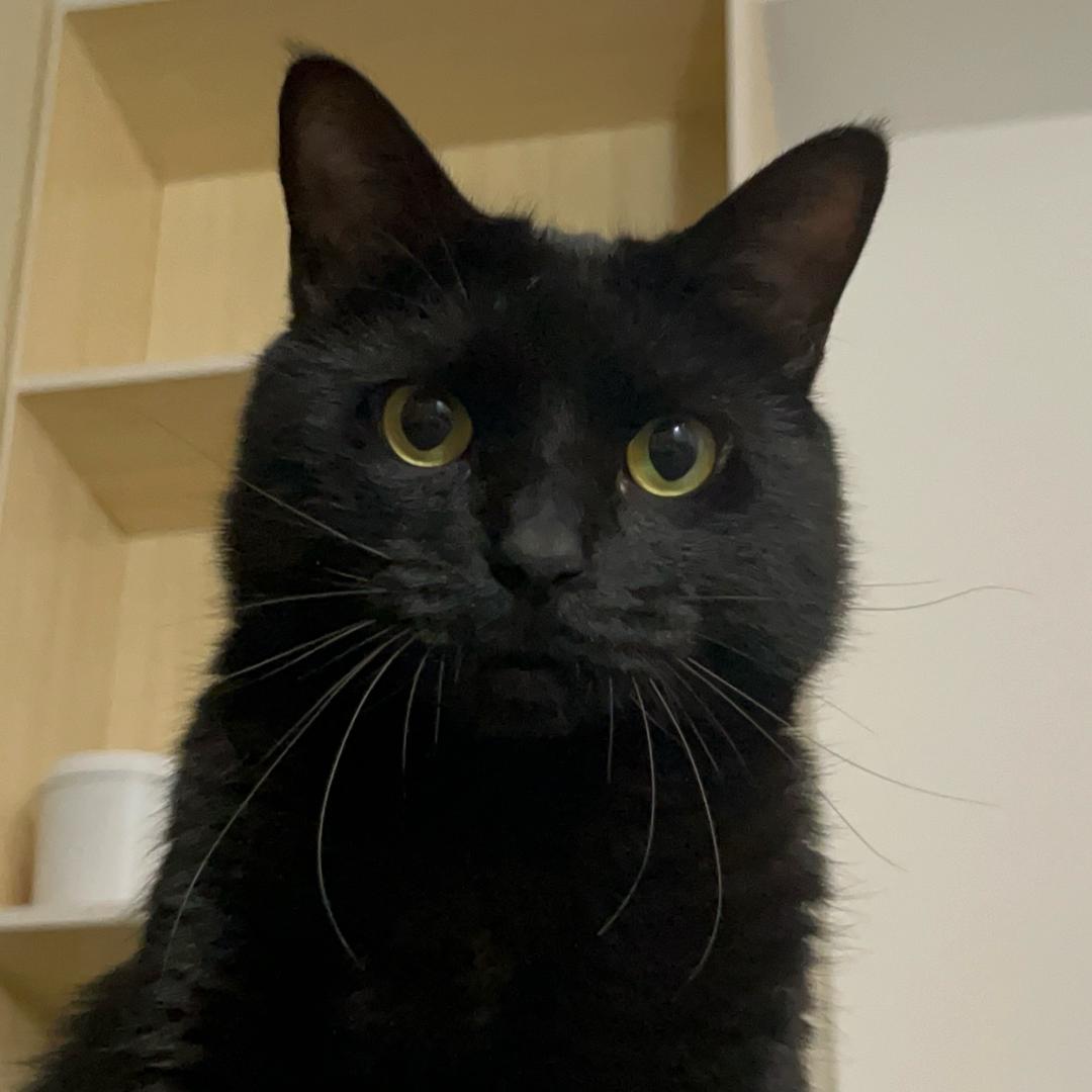 猫鹅子和狗集美头像
