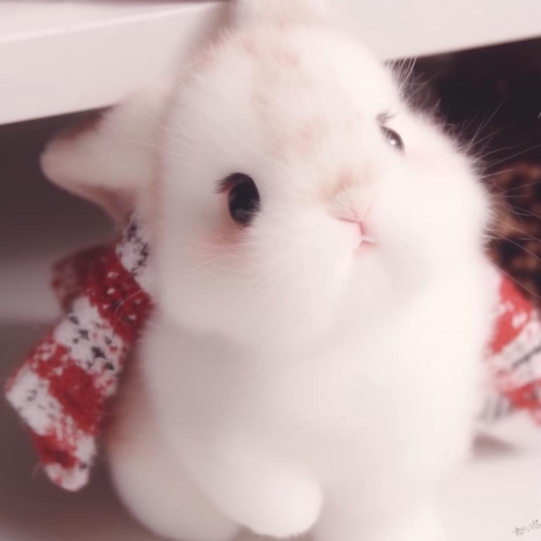 小小丢