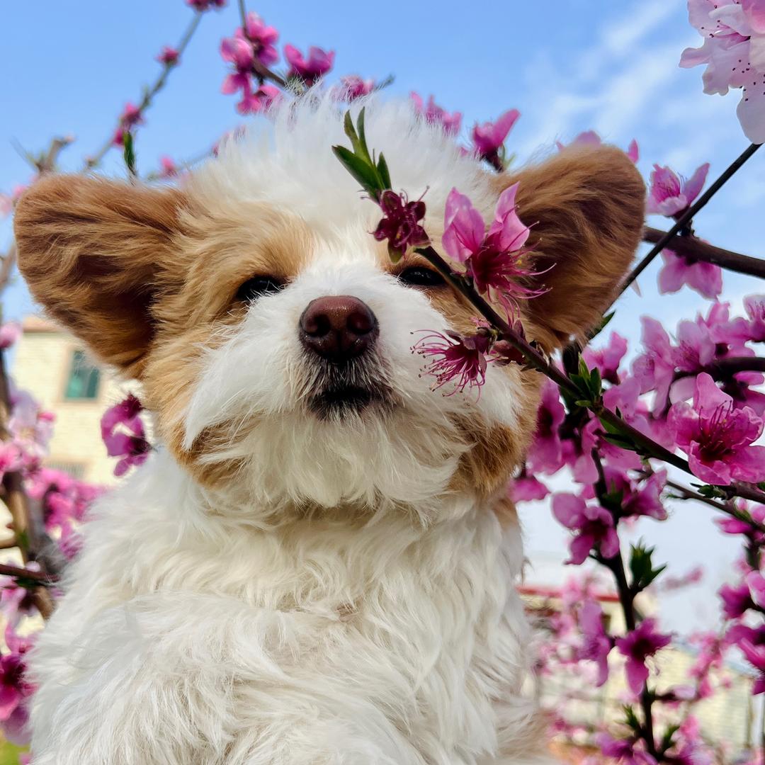 柠柠养猫记