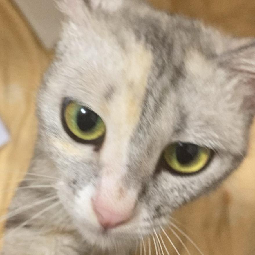 meow