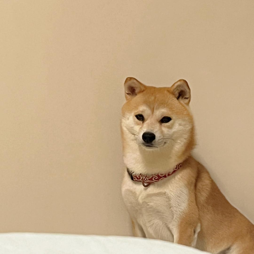 仙田の柴Yuta