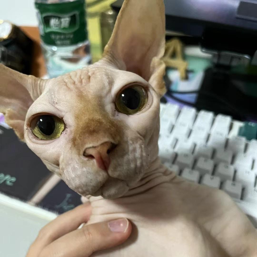 贴贴