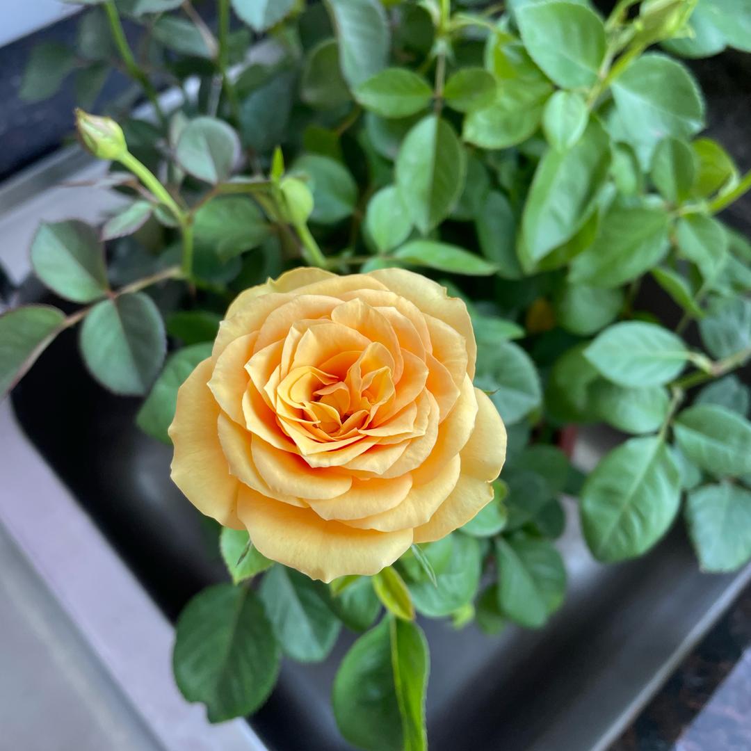 🌈🍼🍀护你们周全😘枫🍁