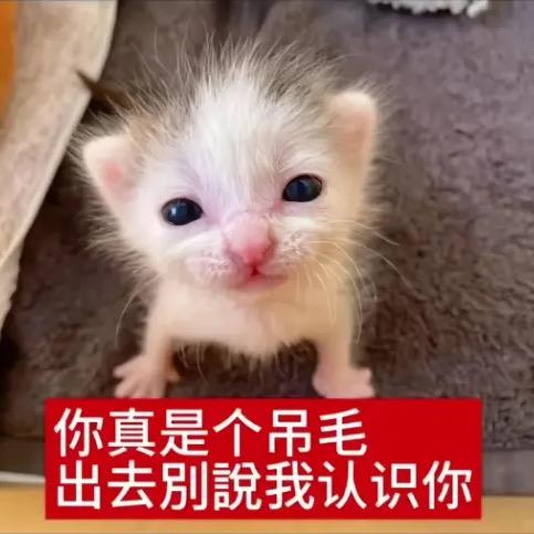 呆瓜