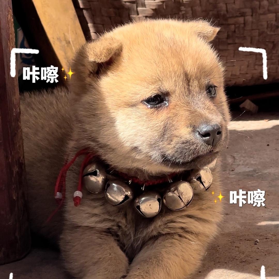 小汤哥Dahe
