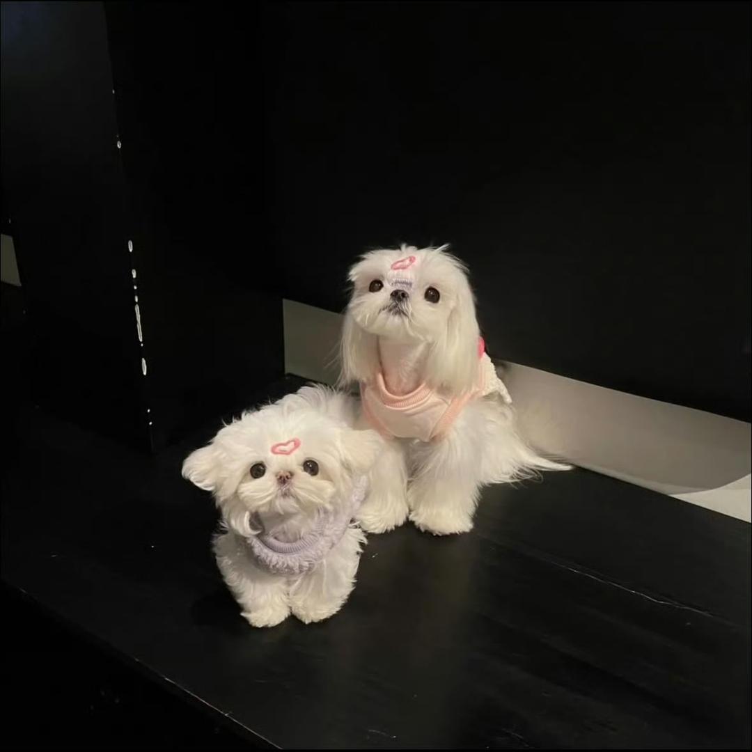 江湖太远了我不是大神