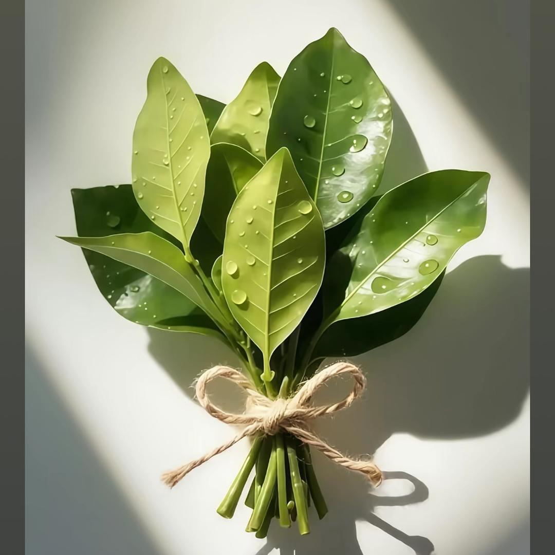 小洋肖恩