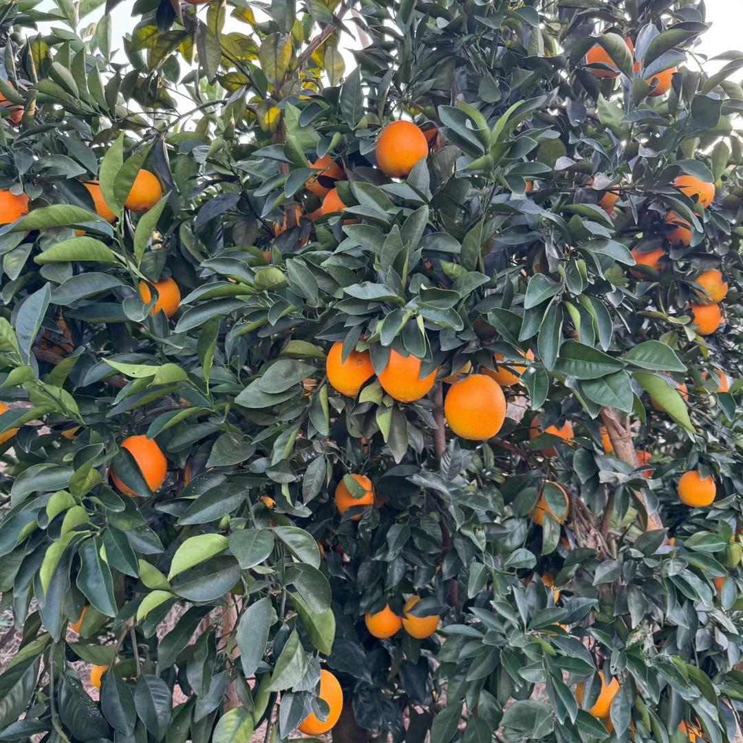 赣南脐橙严选精品馆