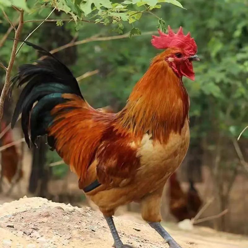 小杨卖鸡日常🐔