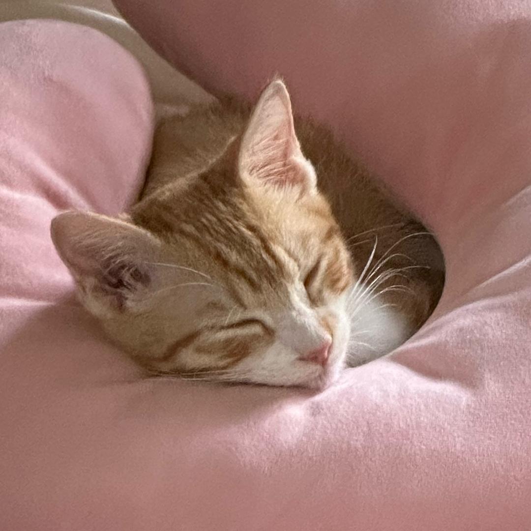 吐司是只猫