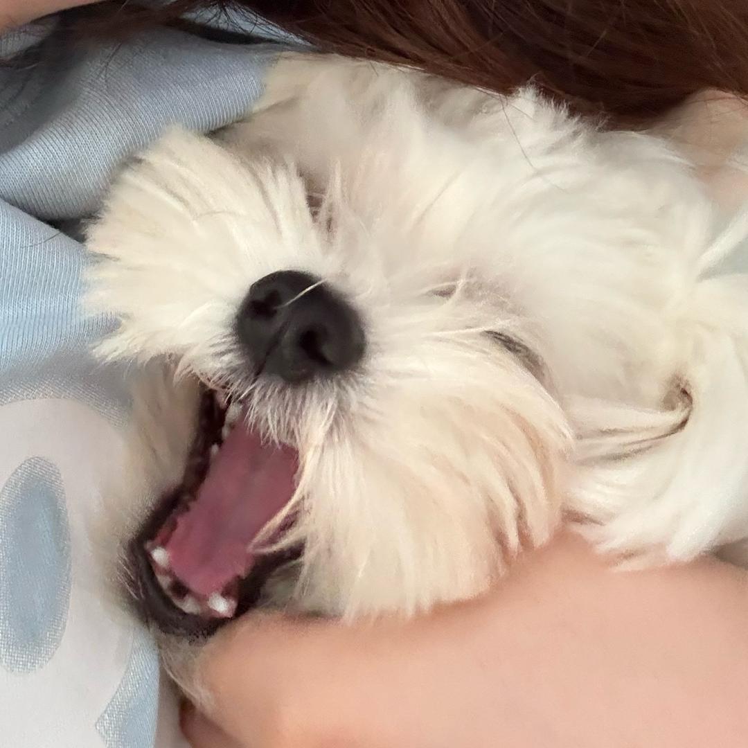 屁屁小达人