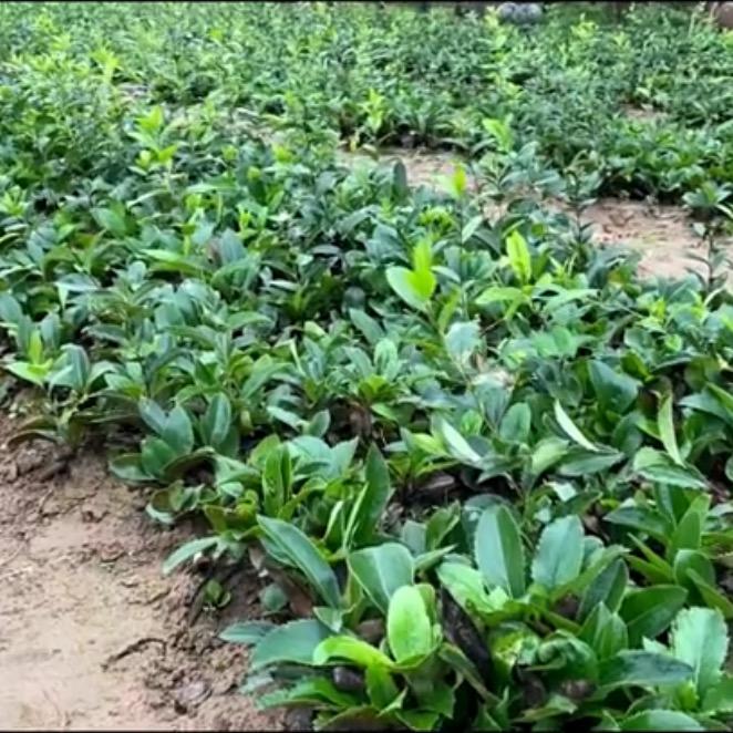 秦岭茅苍（南）种植合作社