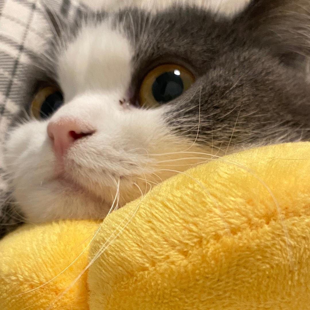 居然明日之喵(互关）