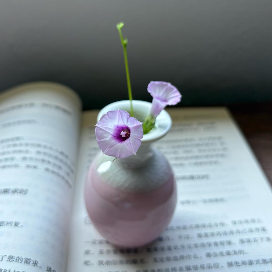 一点红