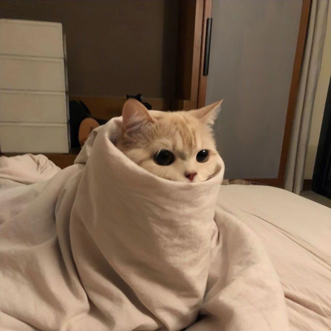 对纯竹过敏