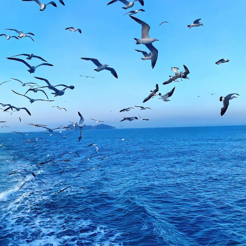 海风严选