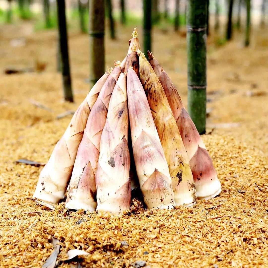 死磕雷竹的老头