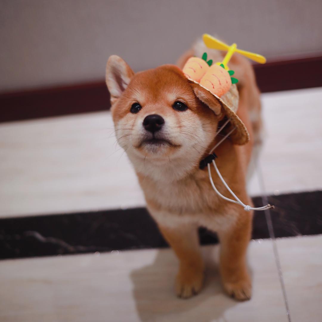 主子小汤圆