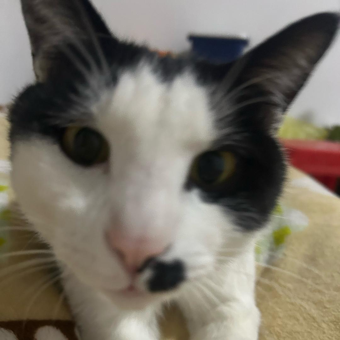 缘缘嘟嘟
