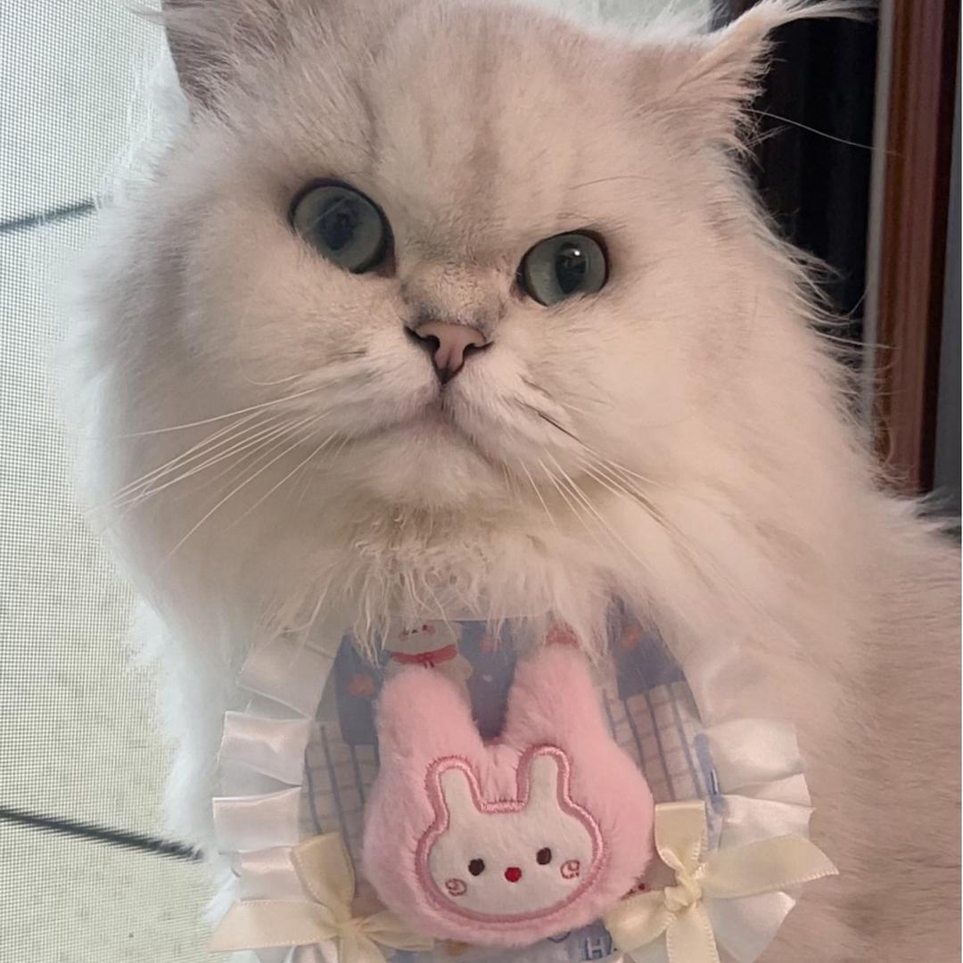家有猪咪