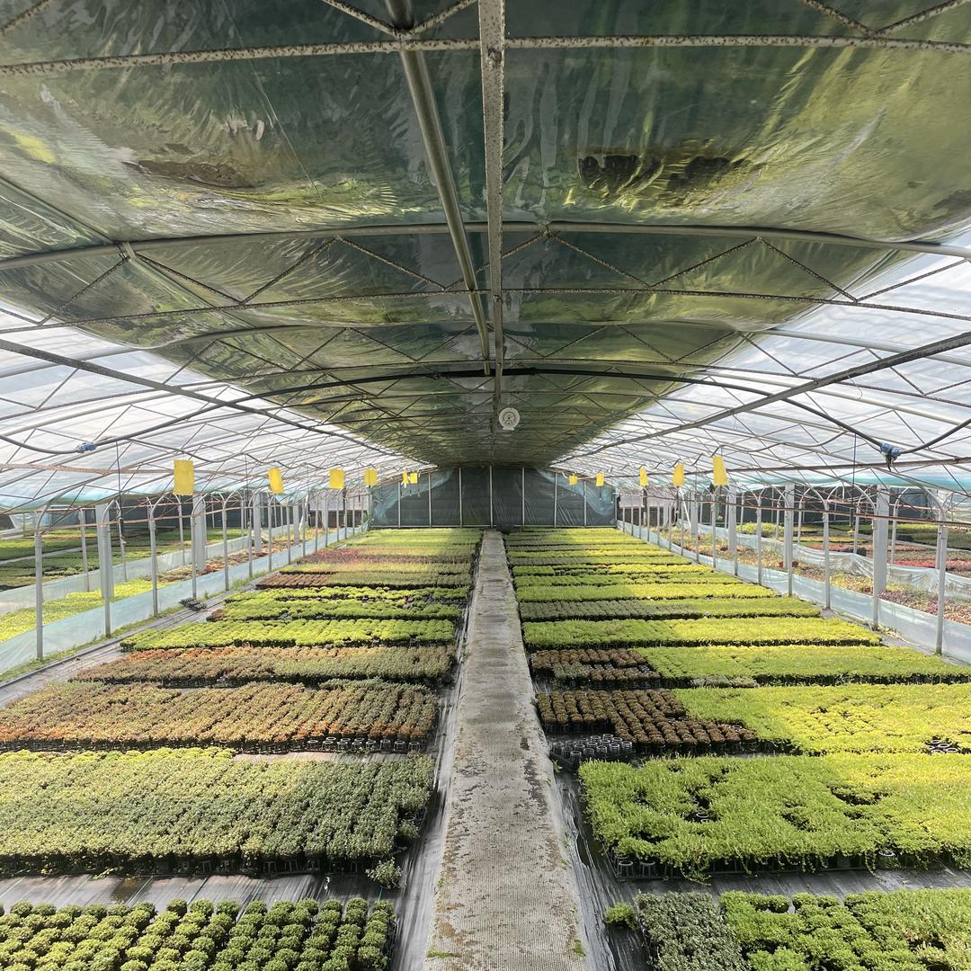 森绿水草种植基地