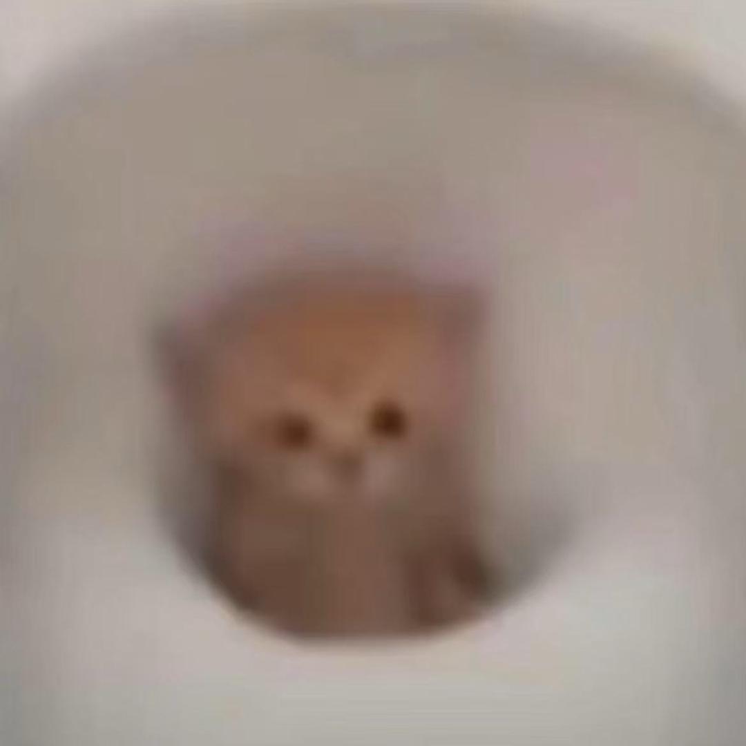 胖鸡的猫吧