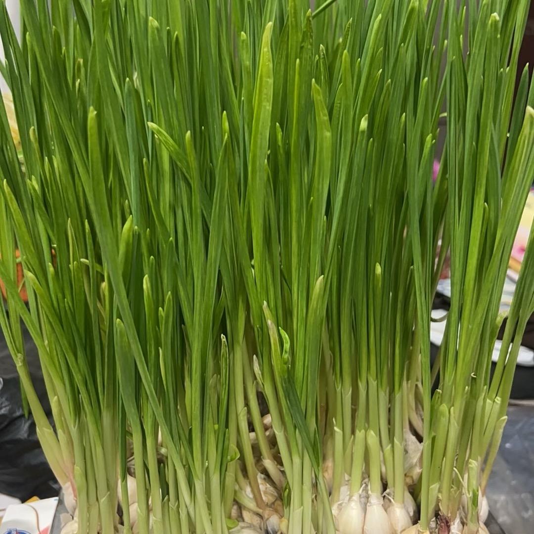 老文屋里（恰饭啦）