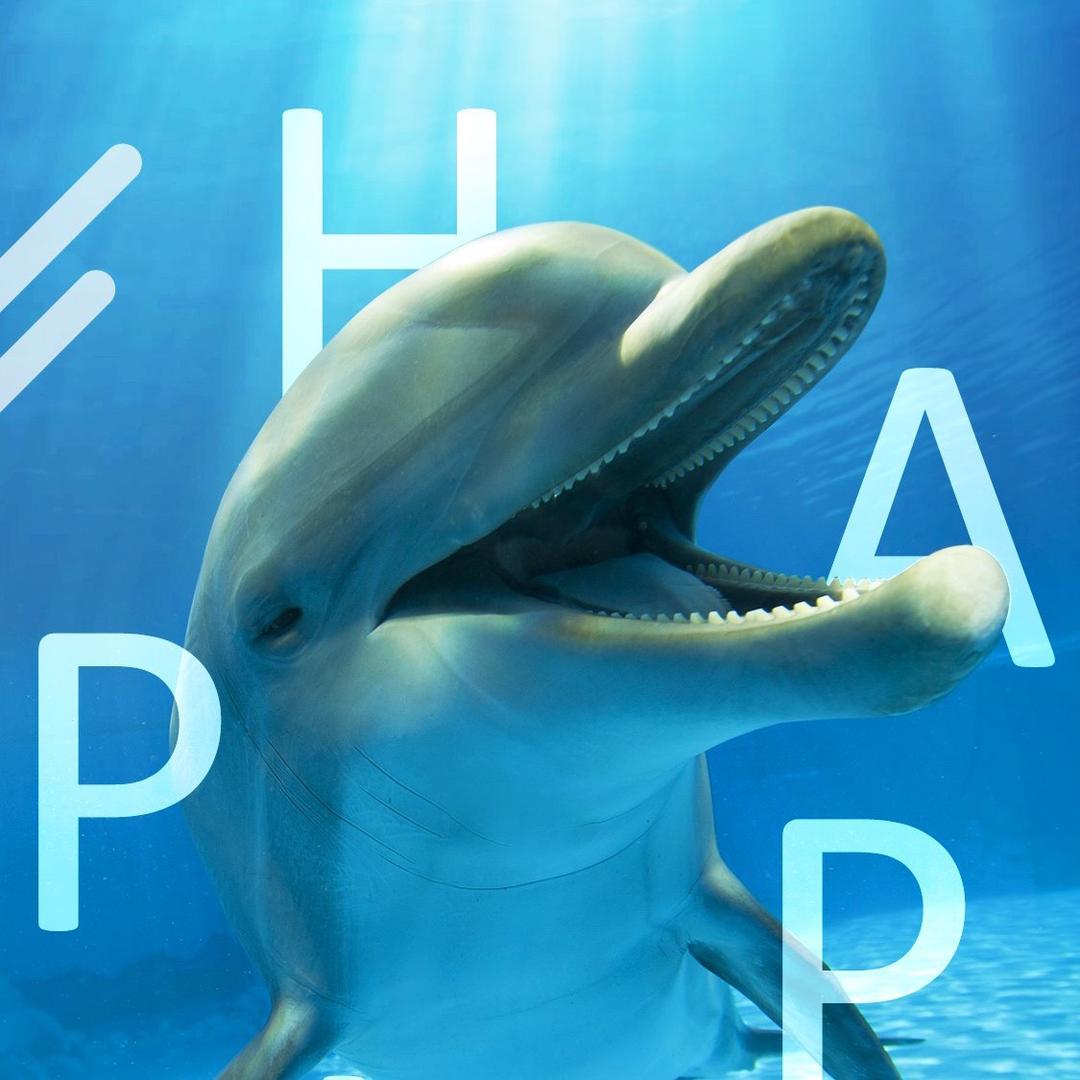 远航的海豚