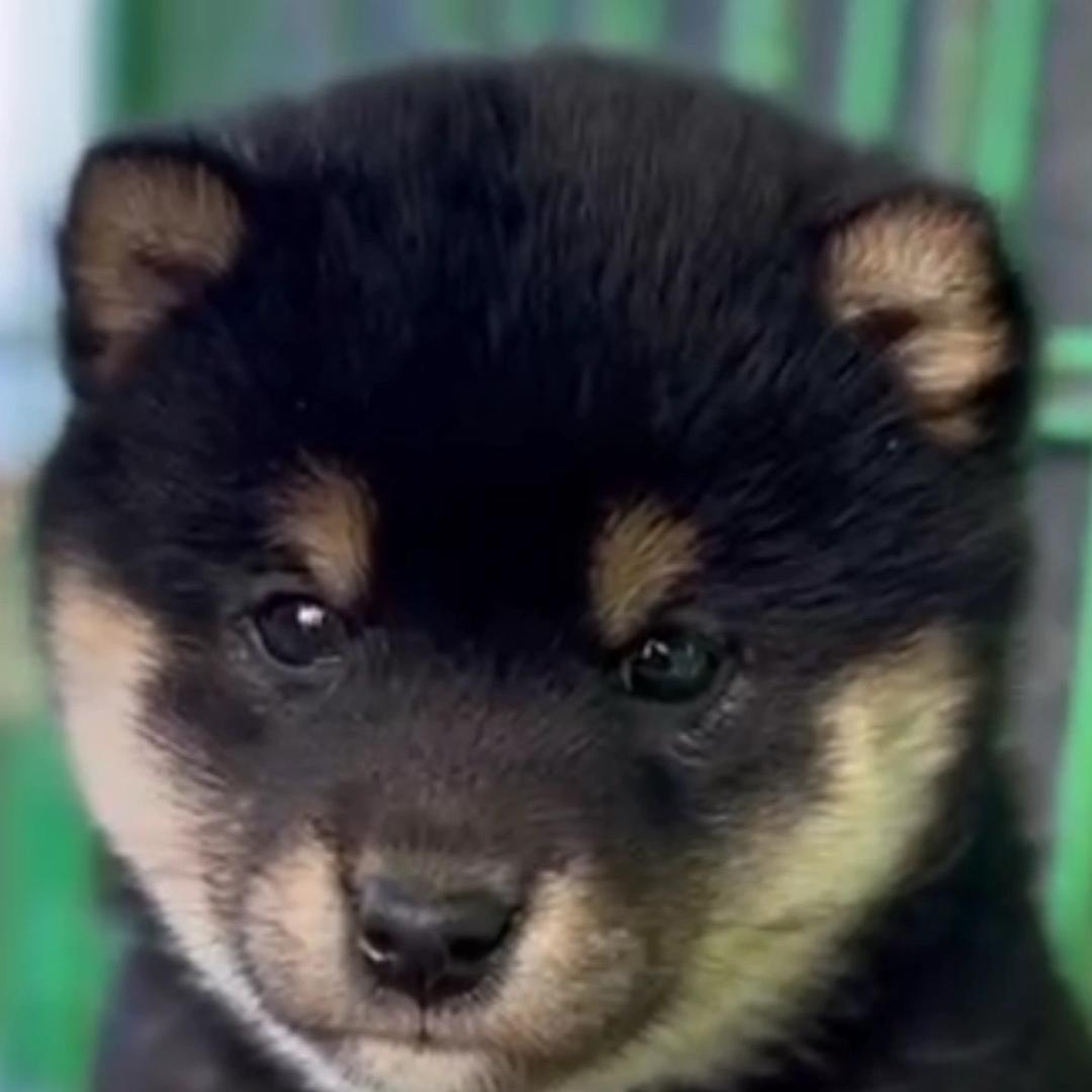 豆柴/柴犬品鉴（每天19:20直播)