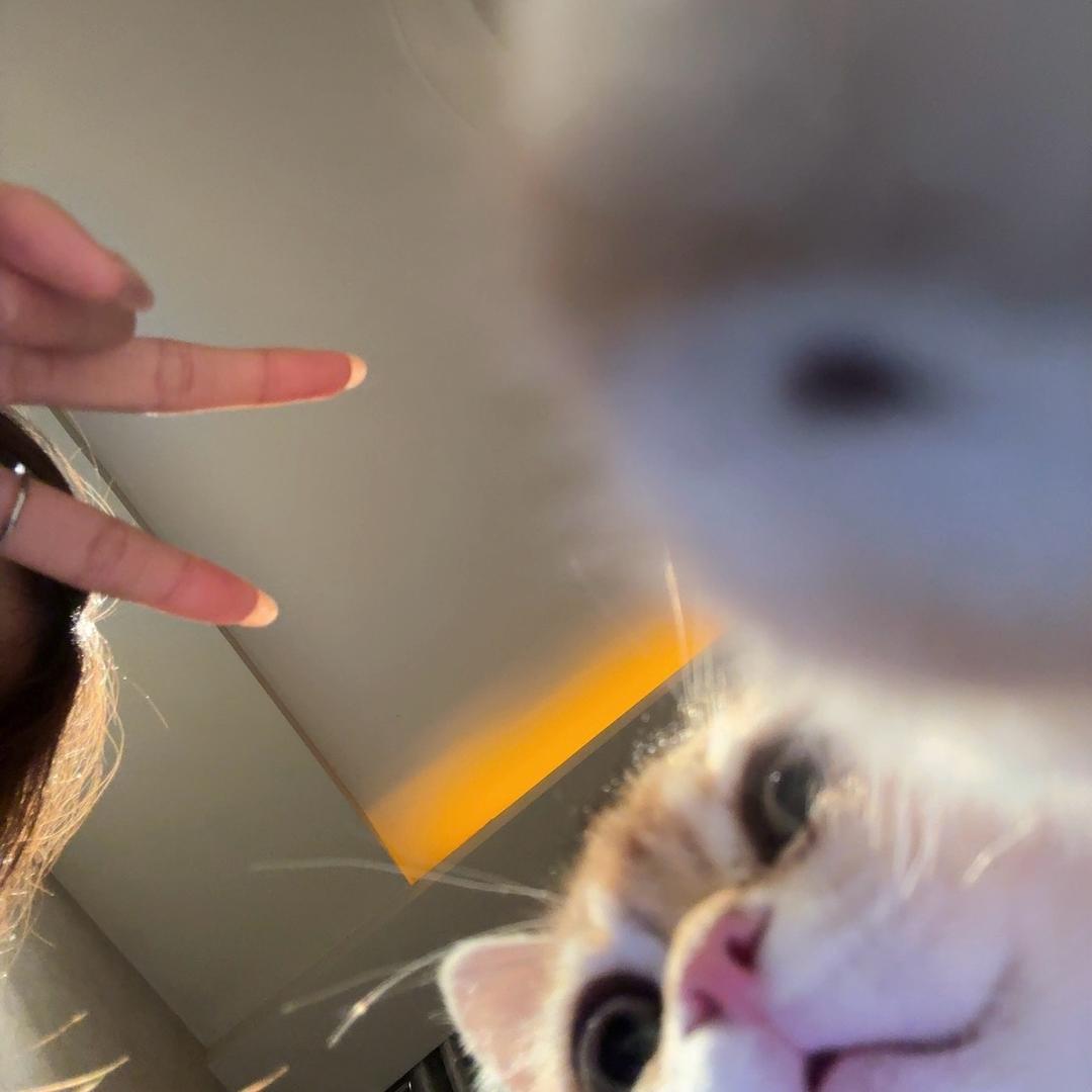 年年是只猫