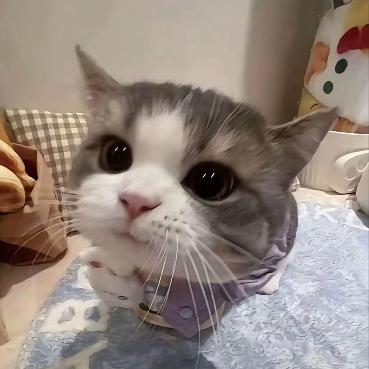 逾期🐟