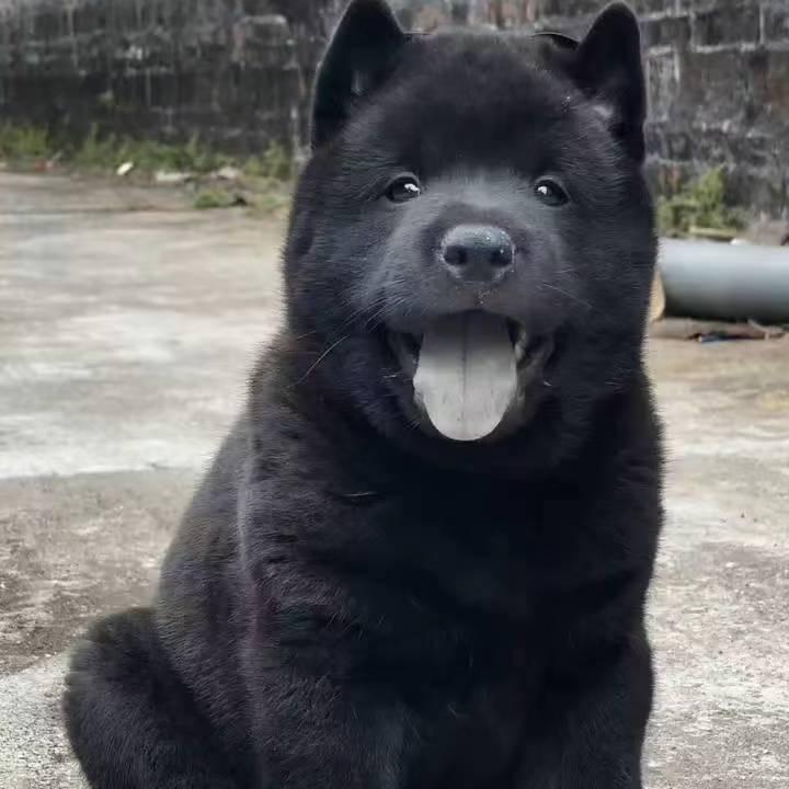 田园犬代淘小助理